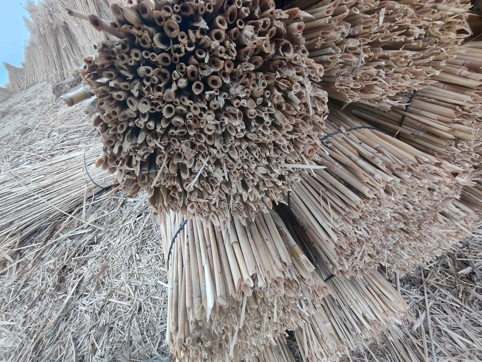 Afyonkarahisar Kamış Alım Satımı